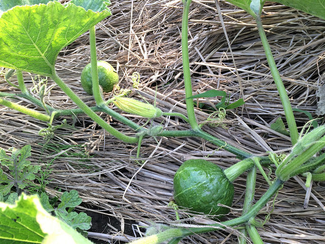 つるなしカボチャとは言うものの ズッキィの野菜畑 つるなしカボチャとは言うものの ズッキィの野菜畑