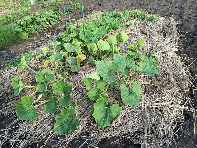 つるなしカボチャとは言うものの ズッキィの野菜畑 つるなしカボチャとは言うものの ズッキィの野菜畑