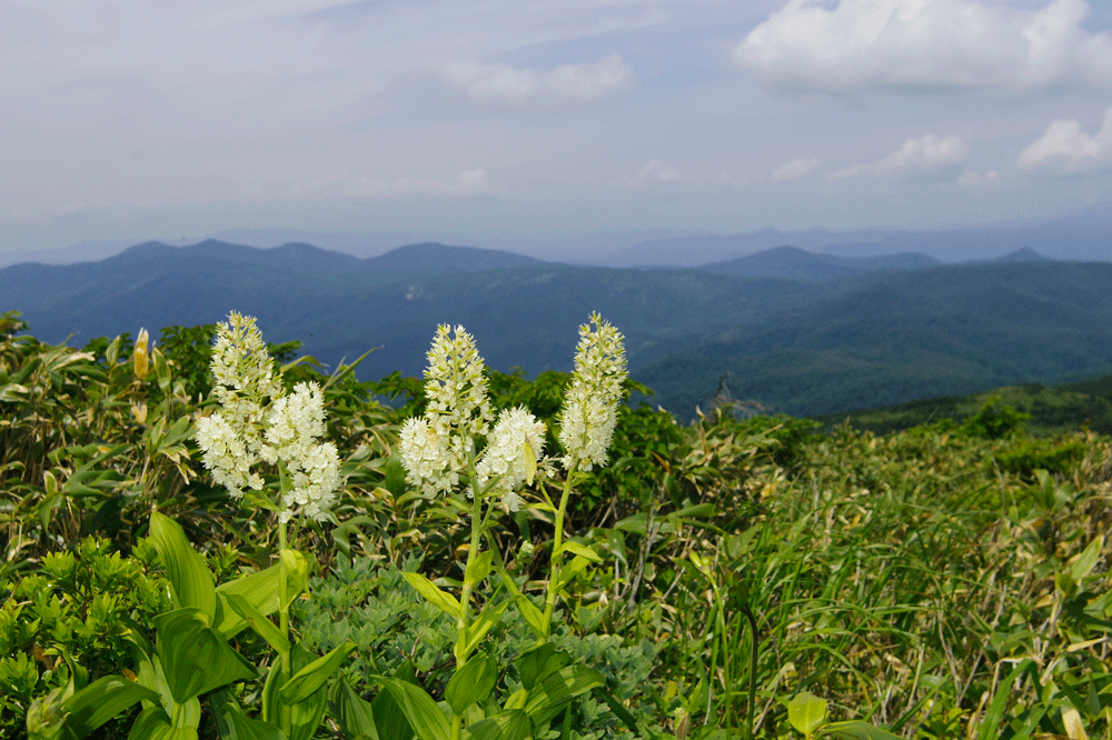 乳頭山(烏帽子岳)_d0237340_06481106.gif