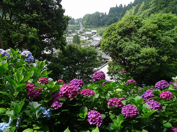 柳谷観音・楊谷寺の紫陽花_b0299042_14571078.jpg