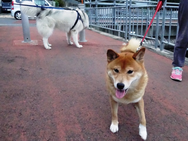 新しいカメラ_e0195743_334686.jpg