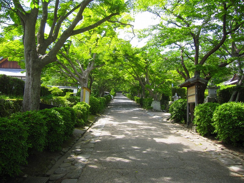 明智光秀の菩提寺【西教寺】(滋賀県大津市坂本)20150522_e0237645_16551243.jpg