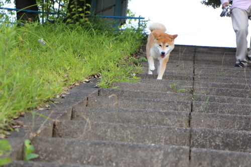 階段を元気に駆け下りる_f0245650_08291202.jpg