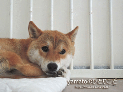 a0286855_64441100.gif