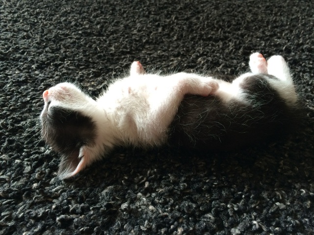やっぱり飼ったのね!_e0074955_5552386.jpg