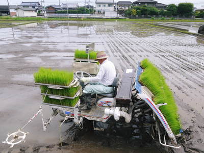 砂田米 田植え取材2015 今年もれんげと稲ワラだけで育てるばい!!その1(稲刈り後~れんげ鋤き込み)_a0254656_17281324.jpg
