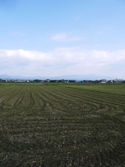 砂田米 田植え取材2015 今年もれんげと稲ワラだけで育てるばい!!その1(稲刈り後~れんげ鋤き込み)_a0254656_17322893.jpg