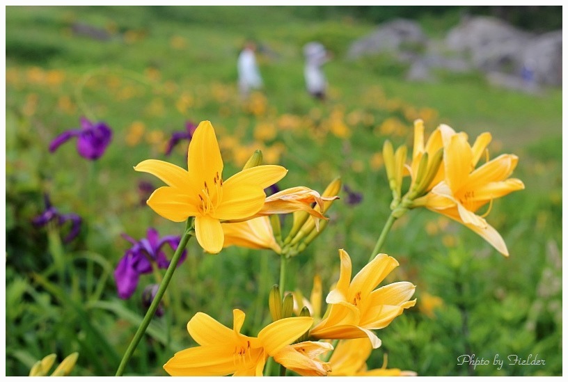 種差海岸に咲く花_b0126256_22160446.jpg