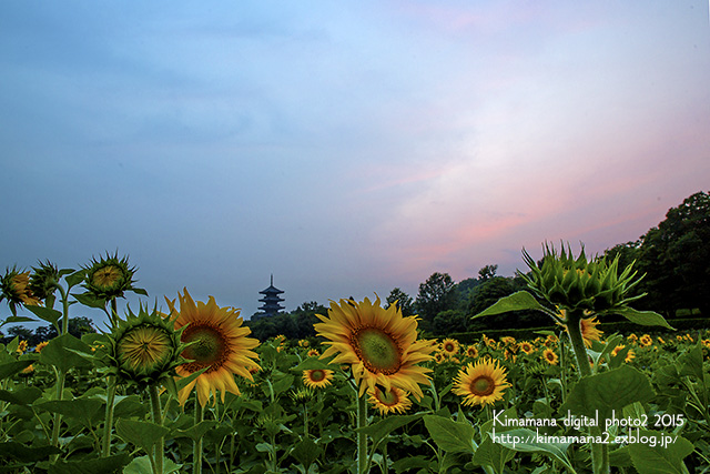 備中国分寺の夕景　6/23_f0324756_1164914.jpg