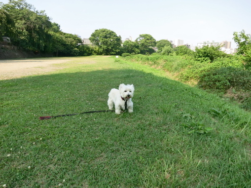 誰にも会わない夕散歩_c0260460_17533231.jpg