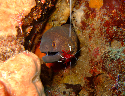 インドネシア・メナドの魚１　　　　　MANADO_e0184067_08142191.jpg