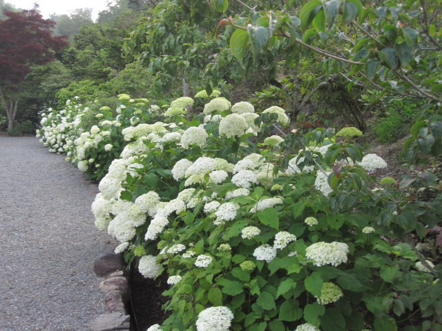 今日現在の開花状況は・・・_f0085369_0181598.jpg