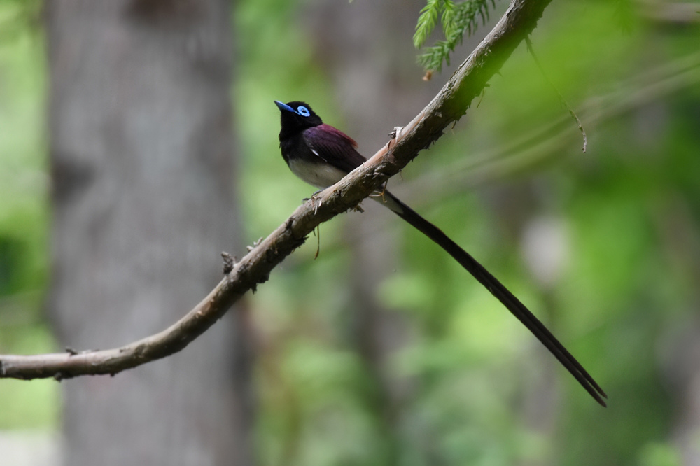 サンコウチョウ_f0053272_11354112.jpg