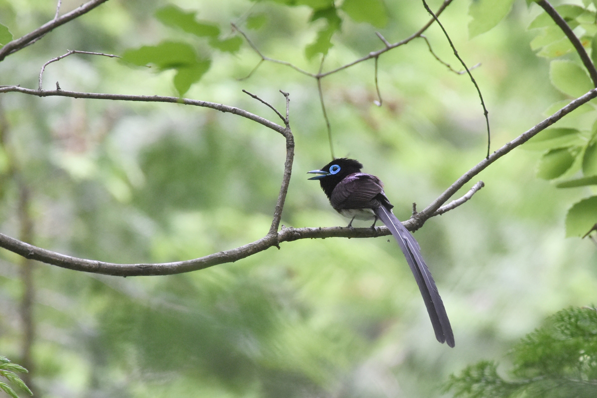 サンコウチョウ_f0053272_11374387.jpg