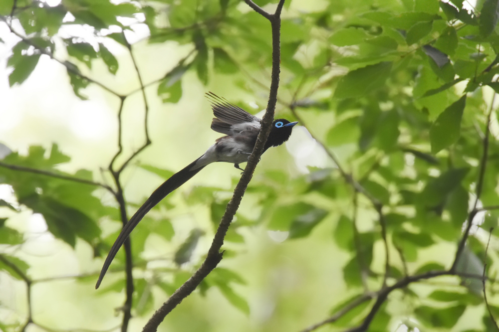 サンコウチョウ_f0053272_11443179.jpg