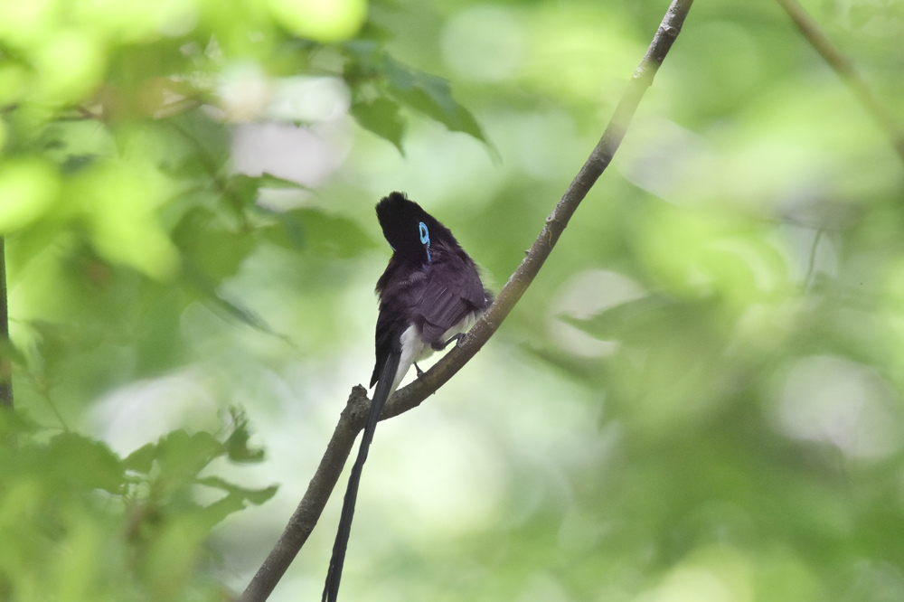 サンコウチョウ_f0053272_11462082.jpg