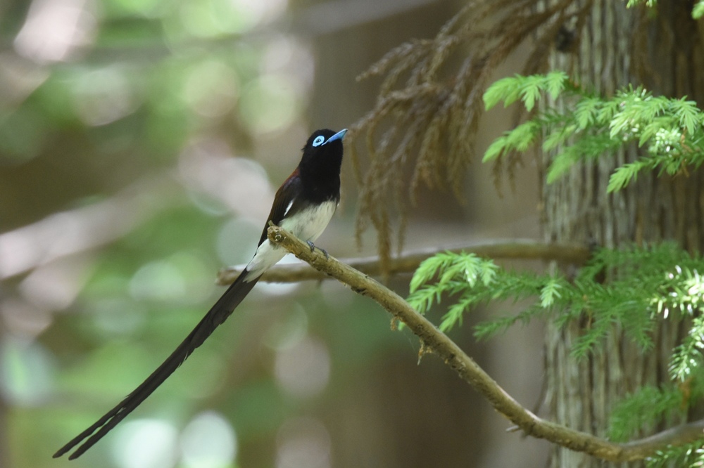 サンコウチョウ_f0053272_11565942.jpg
