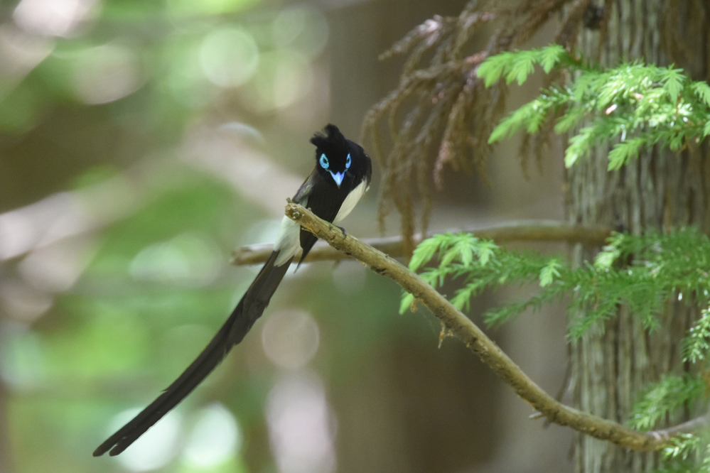 サンコウチョウ_f0053272_11573946.jpg