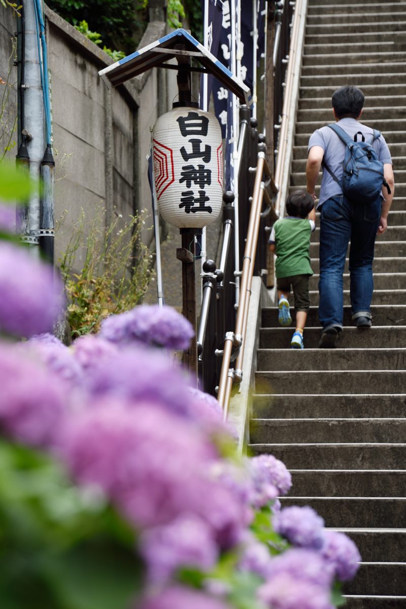 白山神社 あじさい まつり_a0144081_19591042.jpg