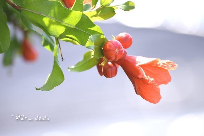 柘榴の花 時 の 雫 柘榴の花 時 の 雫