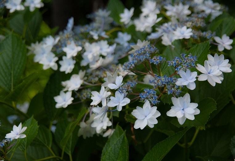 　花　季節が変わる_c0228194_10141713.jpg