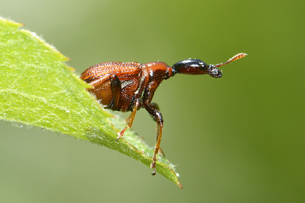 オトシブミの豪快な食事 : 自然観察大学ブログ