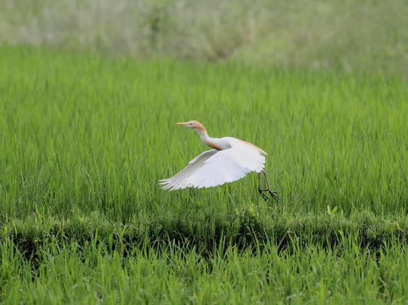 アマサギ_b0223198_21504917.jpg