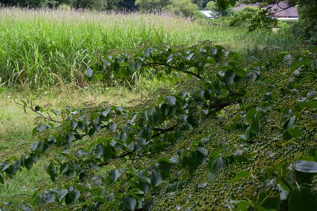 里山ガーデナーなるものと 里山の風景…_c0124100_0183630.jpg