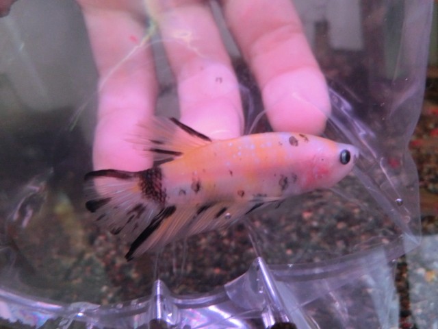高級ベタ、ゲット!_b0141806_417665.jpg