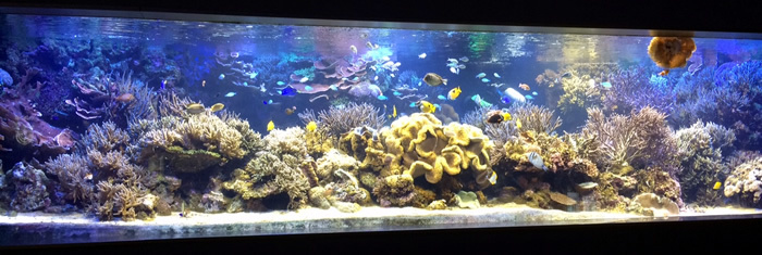 鳥羽水族館_f0292806_20125985.jpg