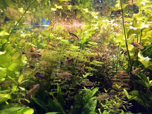 鳥羽水族館_f0292806_20140633.jpg