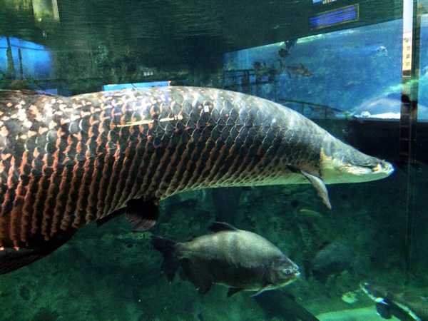 鳥羽水族館_f0292806_20141431.jpg