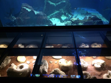 鳥羽水族館_f0292806_20142078.jpg