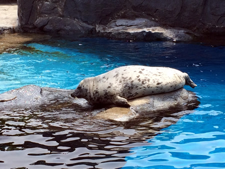 鳥羽水族館_f0292806_20150084.jpg