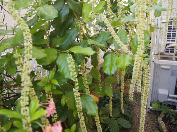 セセリの花が八部咲き　　もう少し待って～！_a0139007_17365512.jpg