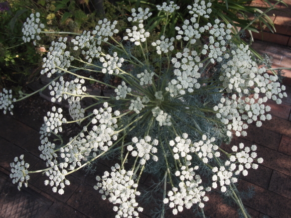 セセリの花が八部咲き　　もう少し待って～！_a0139007_17371473.jpg