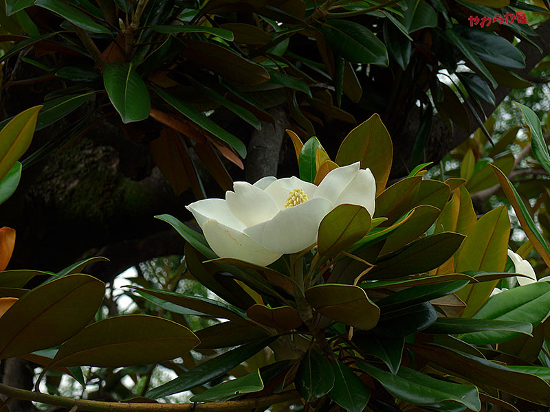 EVERGREEN MAGNOLIA_b0134907_8451147.jpg