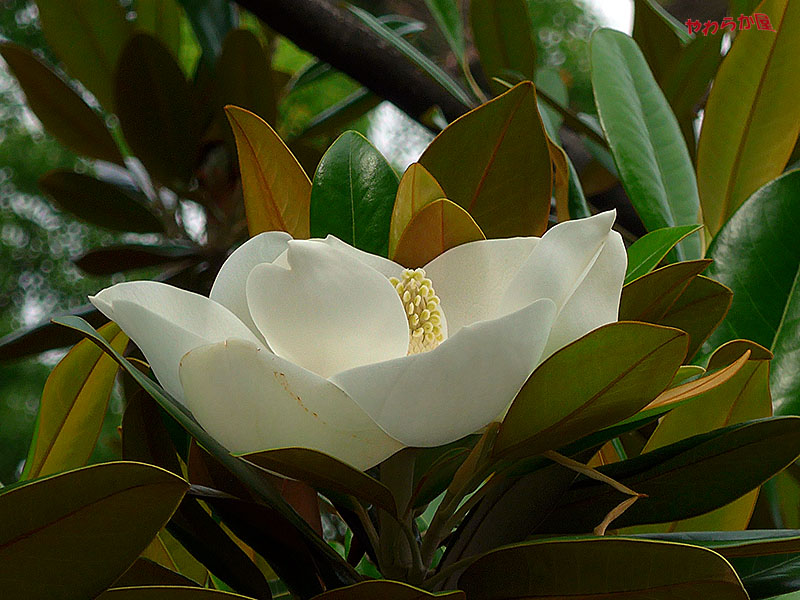 EVERGREEN MAGNOLIA_b0134907_8452421.jpg