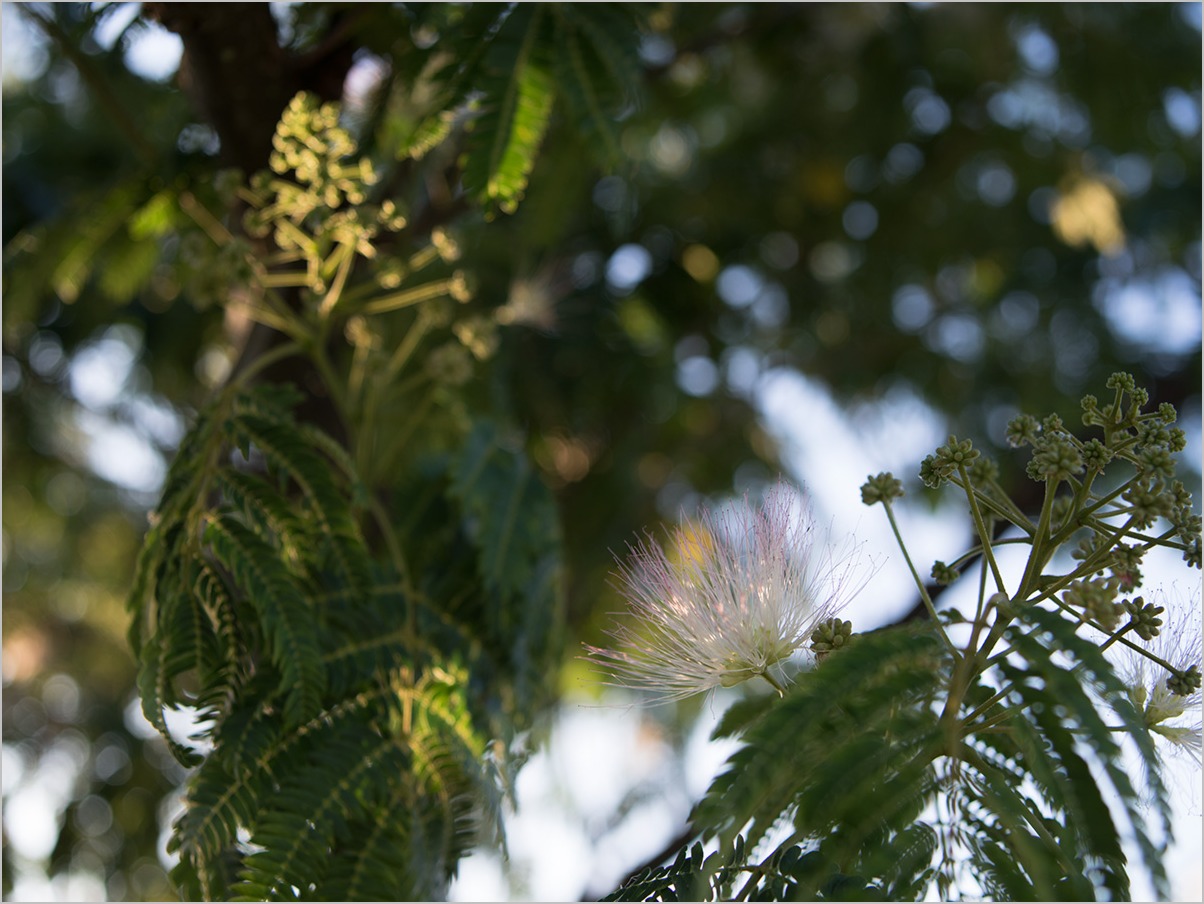 合歓の花咲く頃　silk trees in flower #PENTAX645Z_c0065410_23223187.jpg