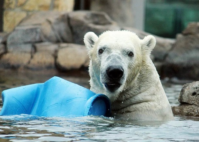 アメリカ・カンザスシティ動物園のニキータがノースカロライナ動物園へ ~ 超人気者に移動を迫った繁殖計画_a0151913_15195248.jpg