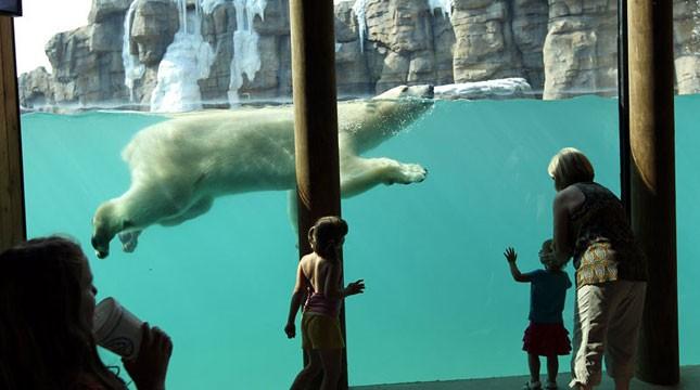 アメリカ・カンザスシティ動物園のニキータがノースカロライナ動物園へ ~ 超人気者に移動を迫った繁殖計画_a0151913_1529542.jpg
