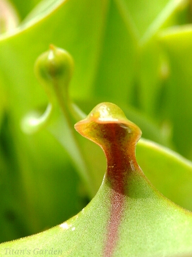 Heliamphora nutans_b0099813_0391769.jpg