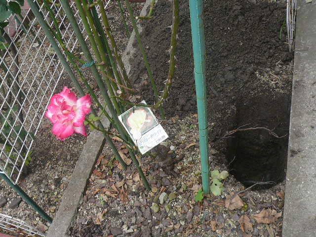 e0026017_16113316.jpg