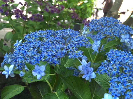 :::hydrangea_e0338322_22134313.jpg