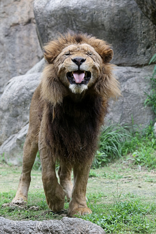 ライオン「キング」 : 動物園放浪記