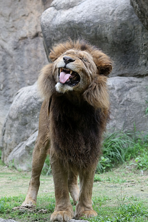 ライオン「キング」 : 動物園放浪記