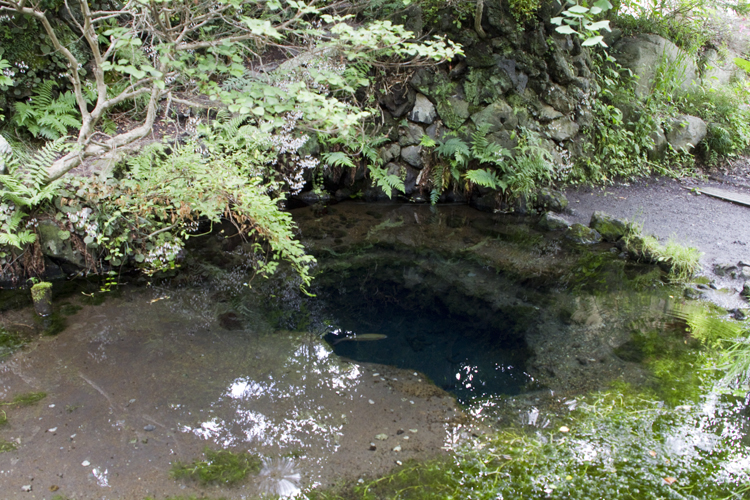 忍野八海...前編_a0229634_15445872.jpg