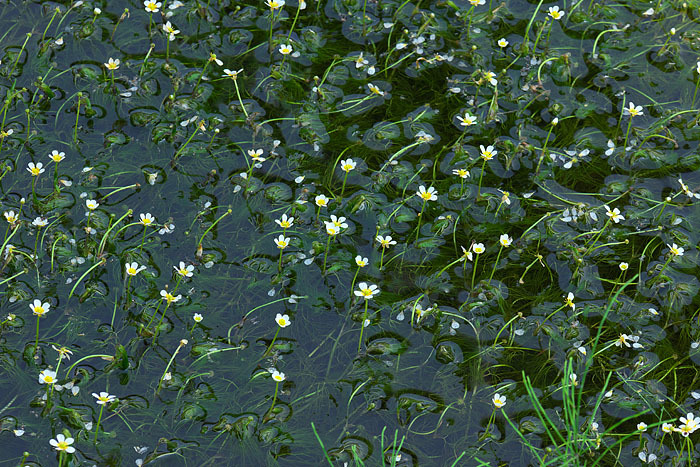 c0067040_22322694.jpg