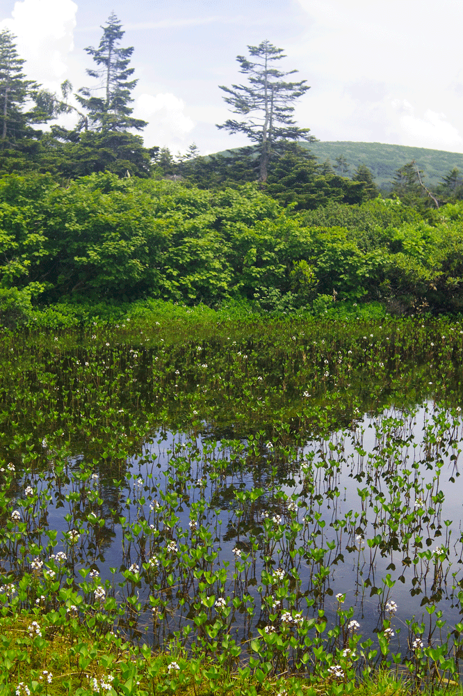 田代平から 蟹場温泉分岐へ_d0237340_17403687.gif