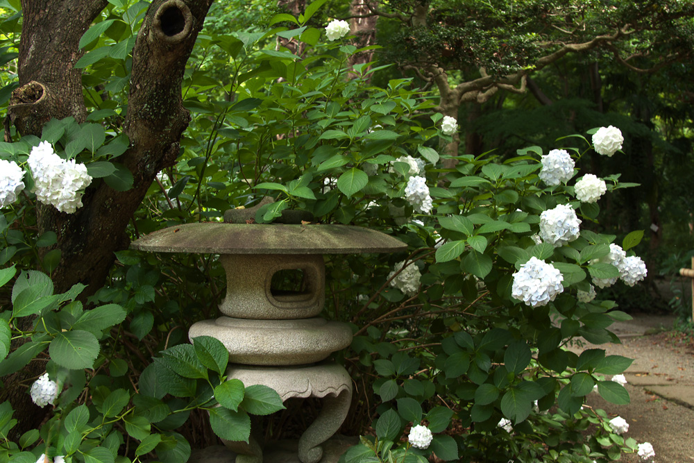 あじさいの里白鳳庵_e0140650_20481120.jpg